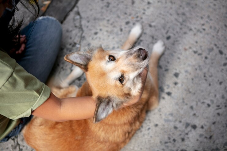 cachorro ao lado de seu dono no computador