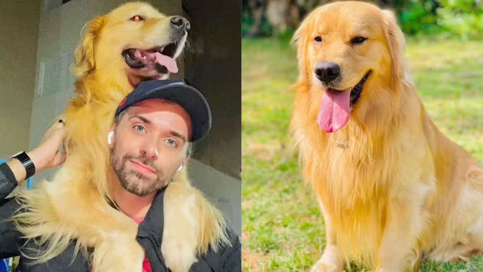 Tutor João Fantazzini Júnior com o cão Joca, Golden Retriever de 5 anos que morreu vôo de avião da Gol — Foto: Arquivo pessoal